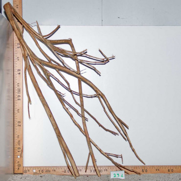 Racine de Talawa Wood - 29d