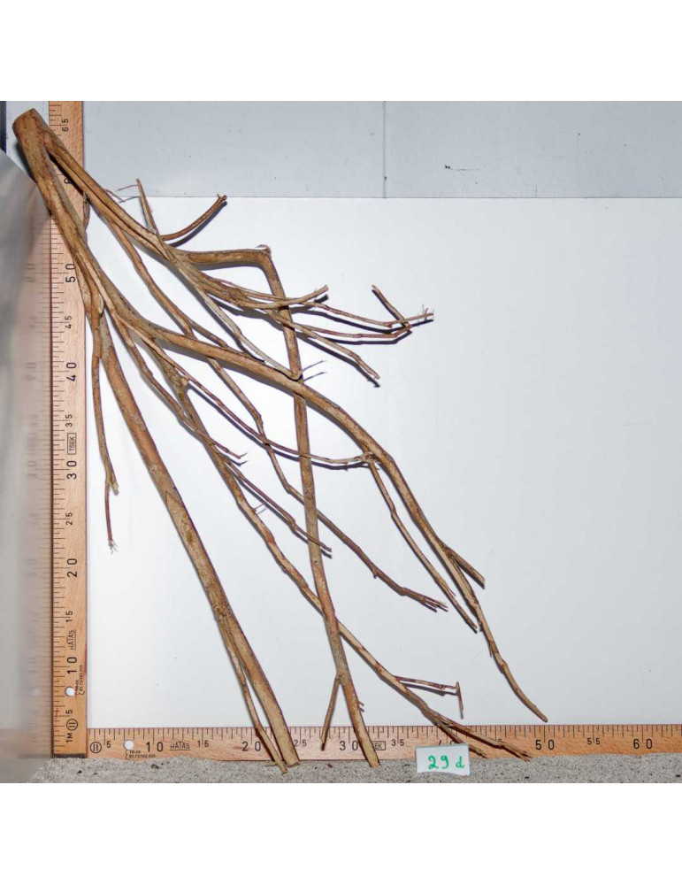 Racine de Talawa Wood - 29d