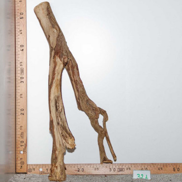 Racine de Talawa Wood - 32d