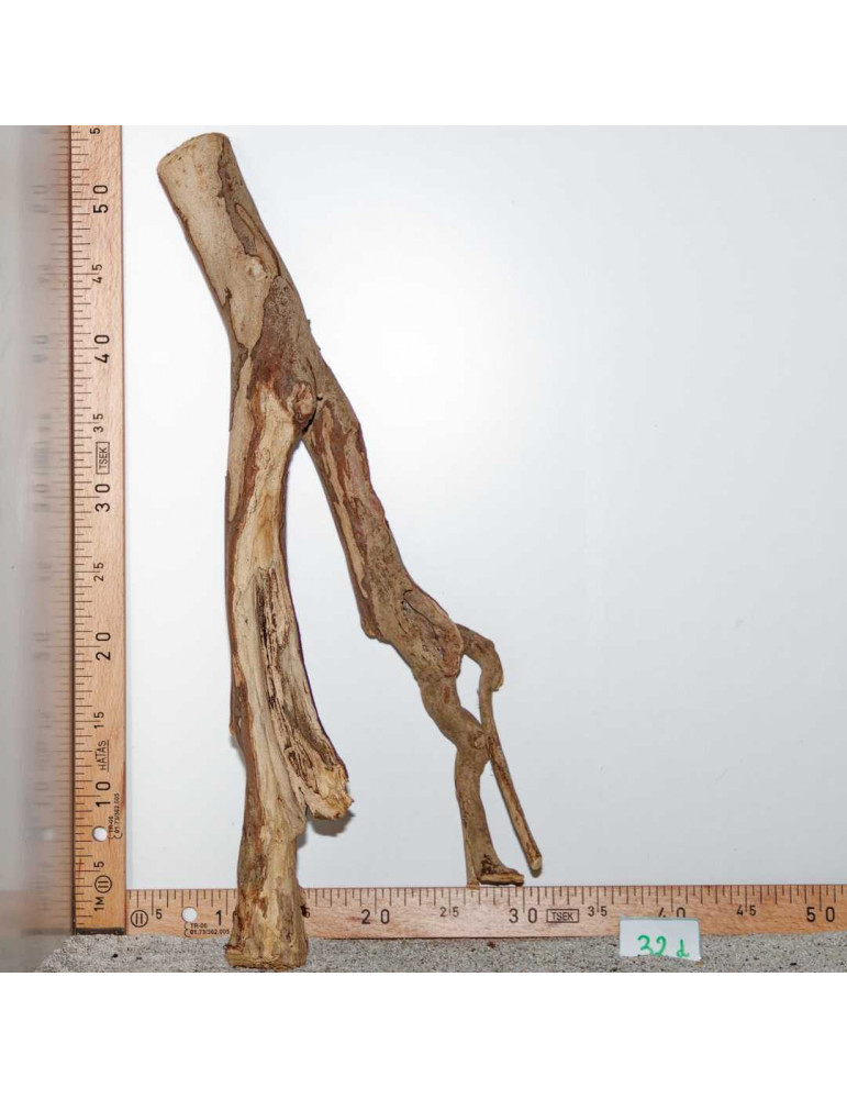 Racine de Talawa Wood - 32d