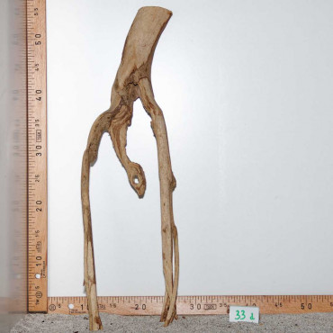 Racine de Talawa Wood - 33d
