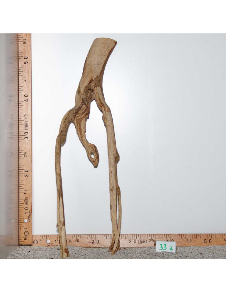 Racine de Talawa Wood - 33d