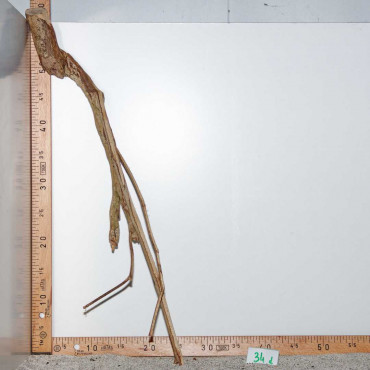 Racine de Talawa Wood - 34d