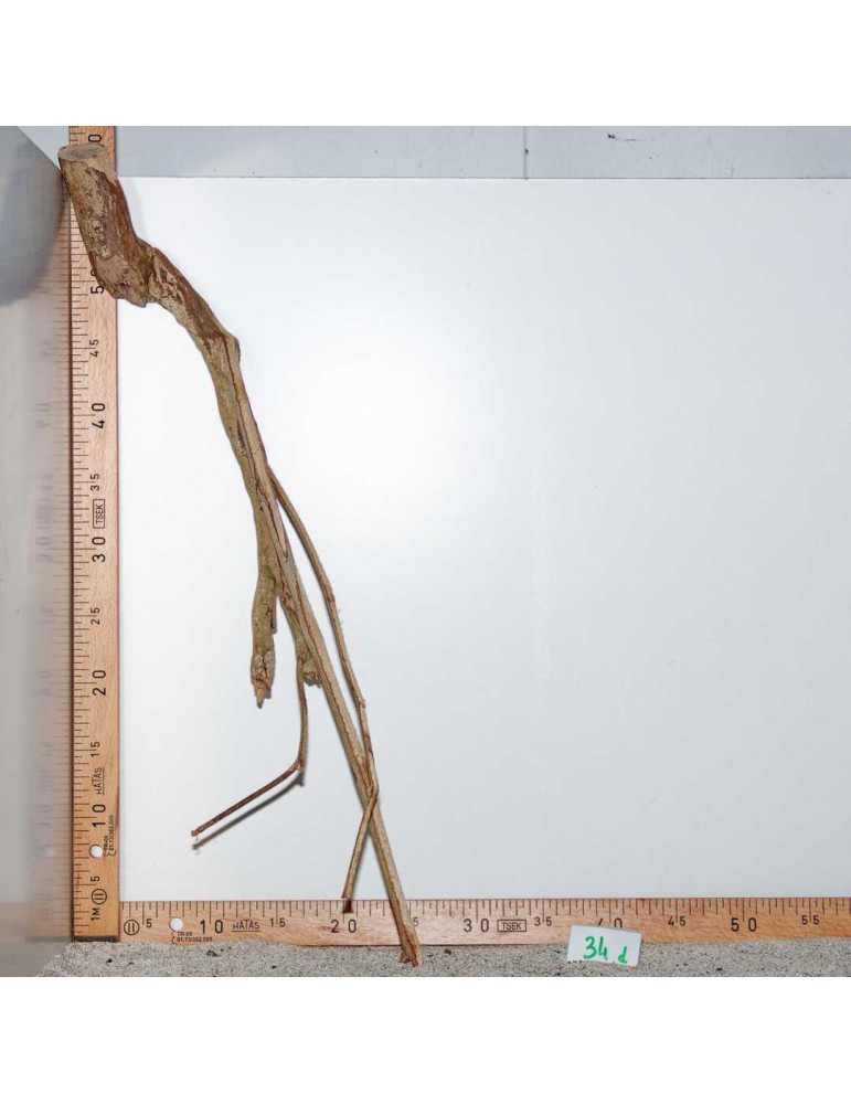 Racine de Talawa Wood - 34d