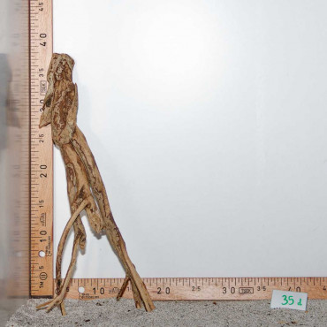 Racine de Talawa Wood - 35d