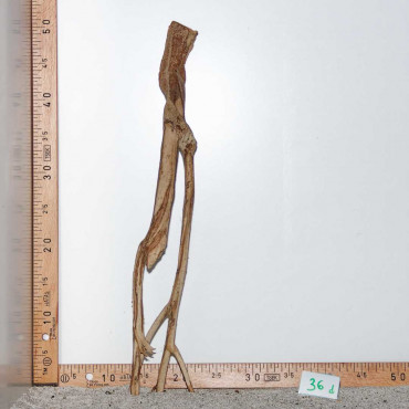 Racine de Talawa Wood - 36d