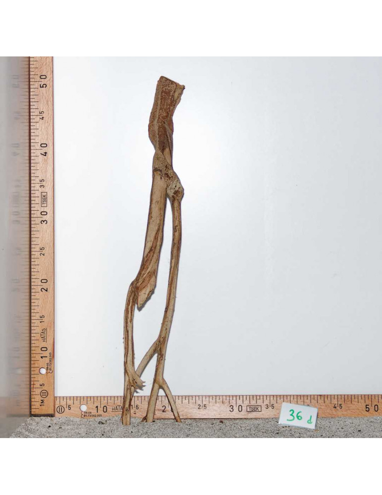 Racine de Talawa Wood - 36d