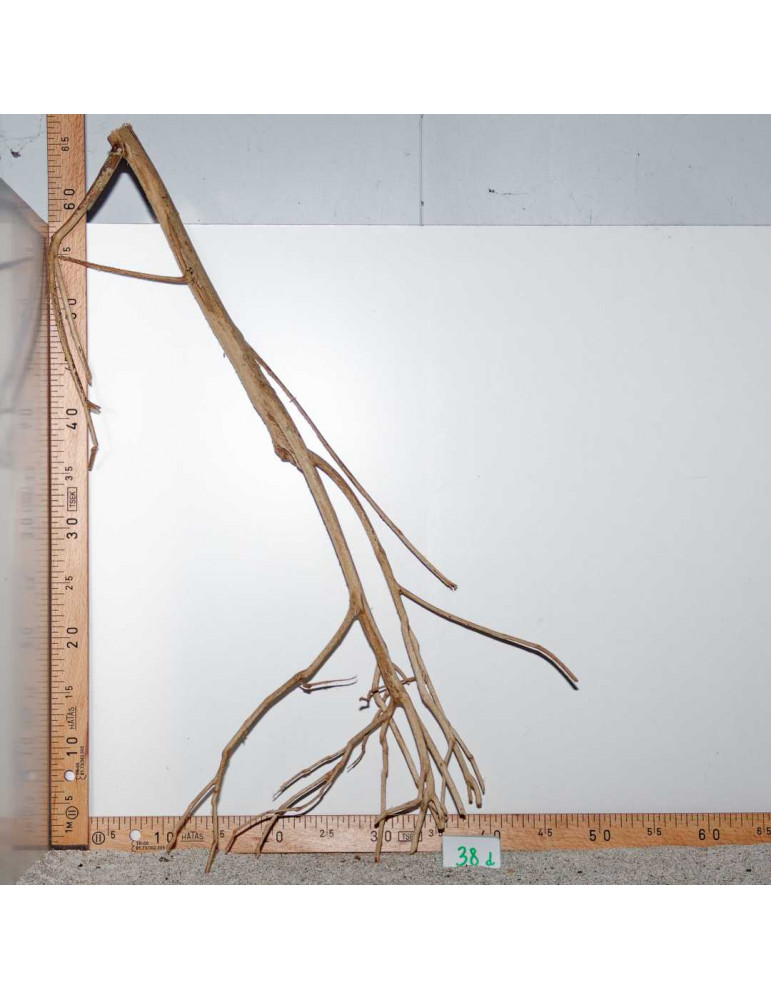 Racine de Talawa Wood - 38d