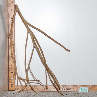 Racine de Talawa Wood - 42d