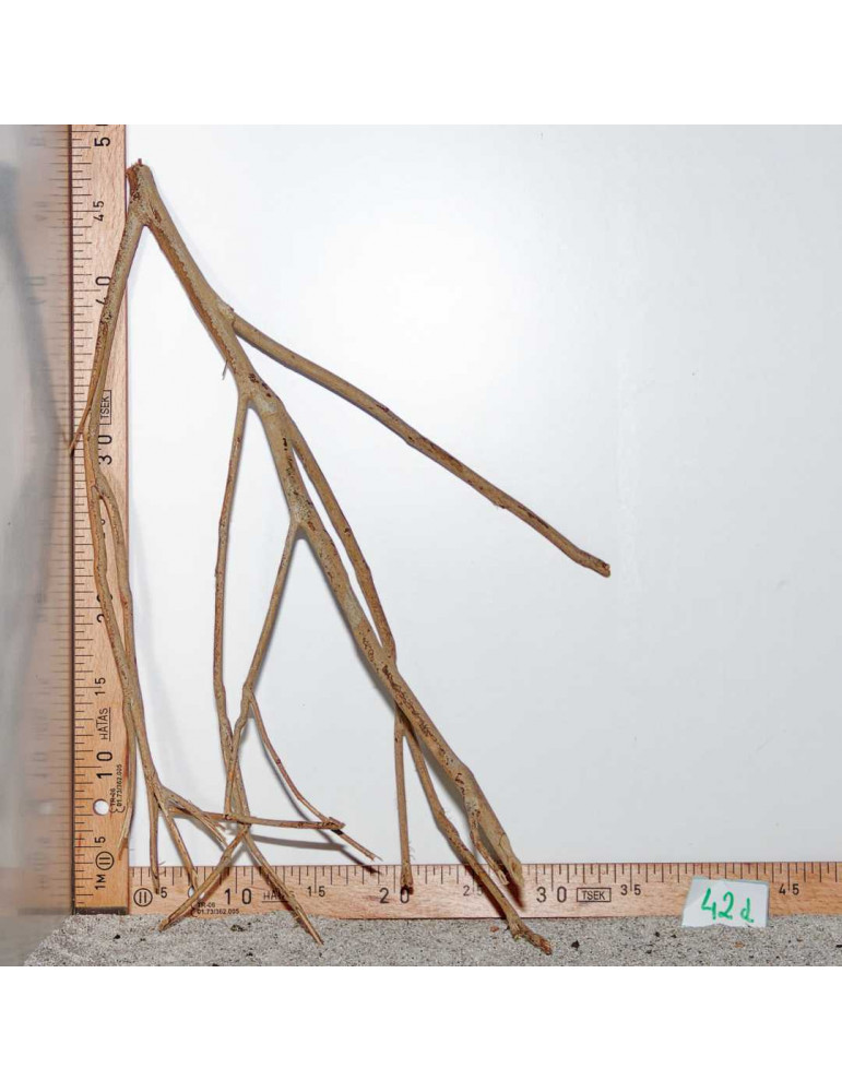 Racine de Talawa Wood - 42d