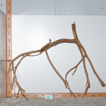 Racine de Talawa Wood - 43d