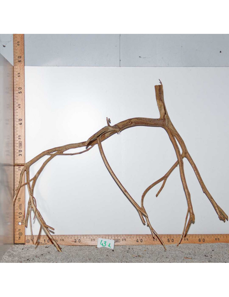 Racine de Talawa Wood - 43d