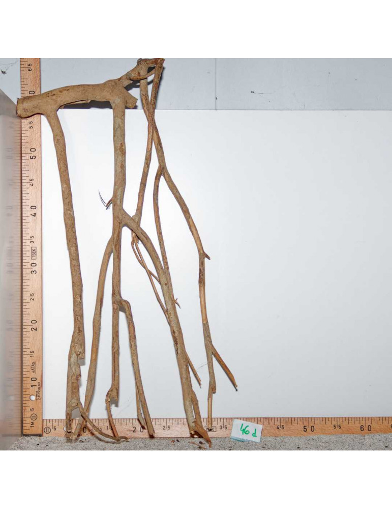Racine de Talawa Wood - 46d