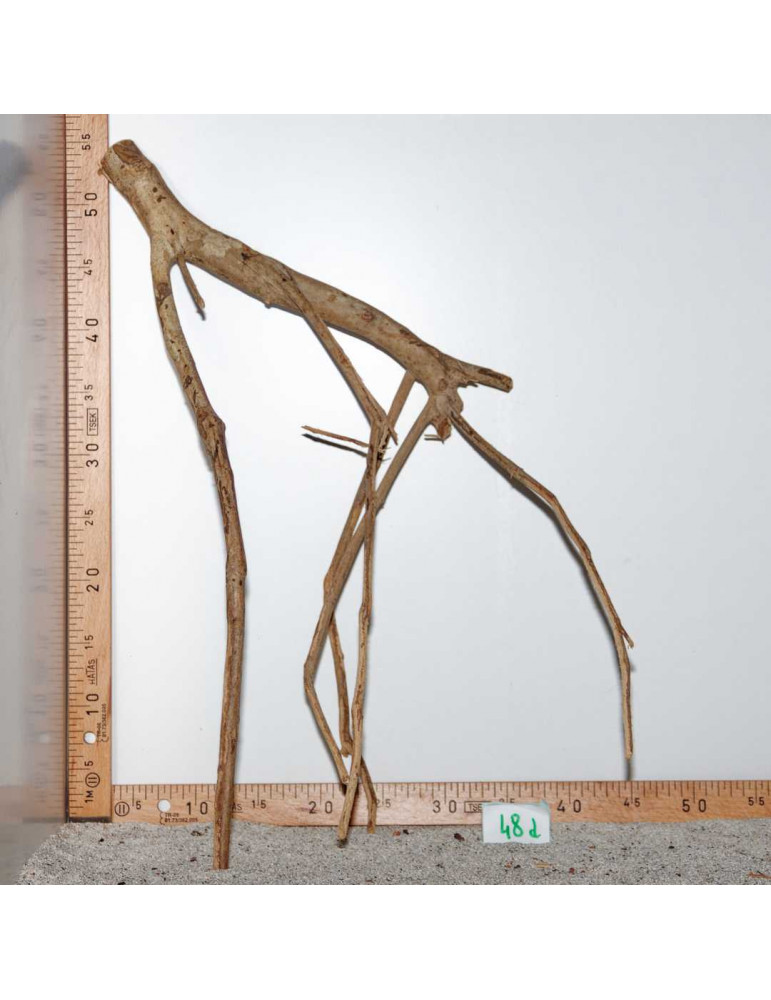 Racine de Talawa Wood - 48d