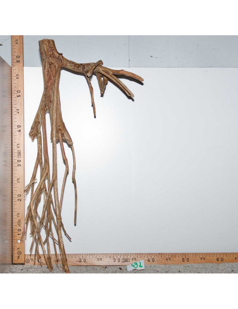 Racine de Talawa Wood - 49d
