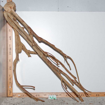 Racine de Talawa Wood - 51d