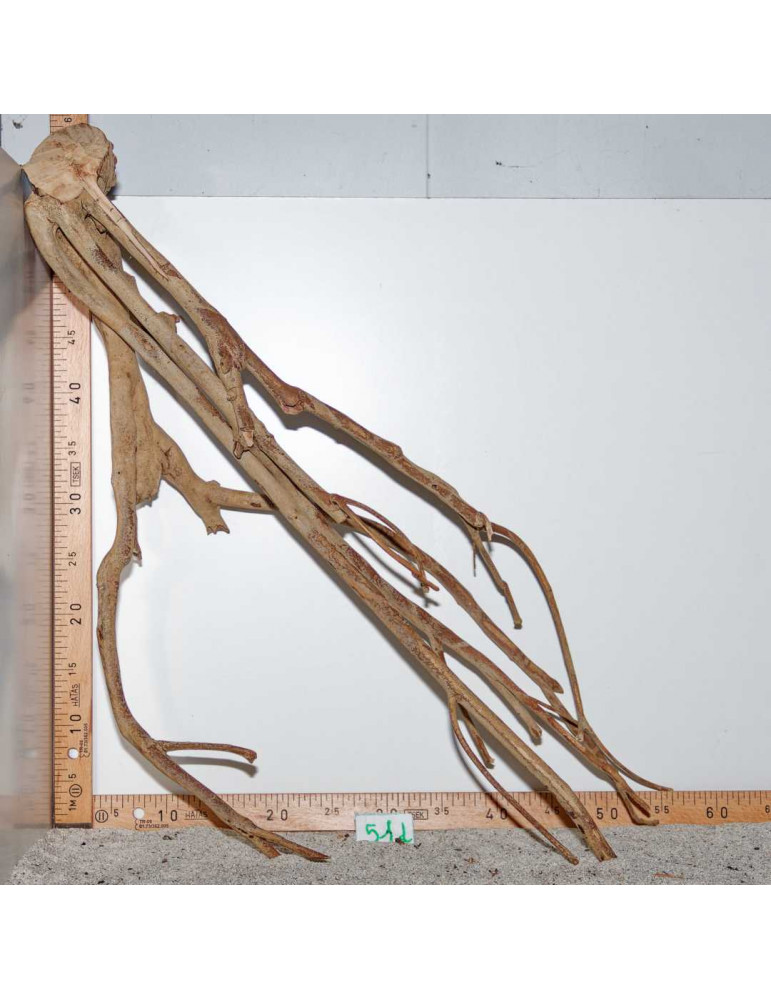 Racine de Talawa Wood - 51d