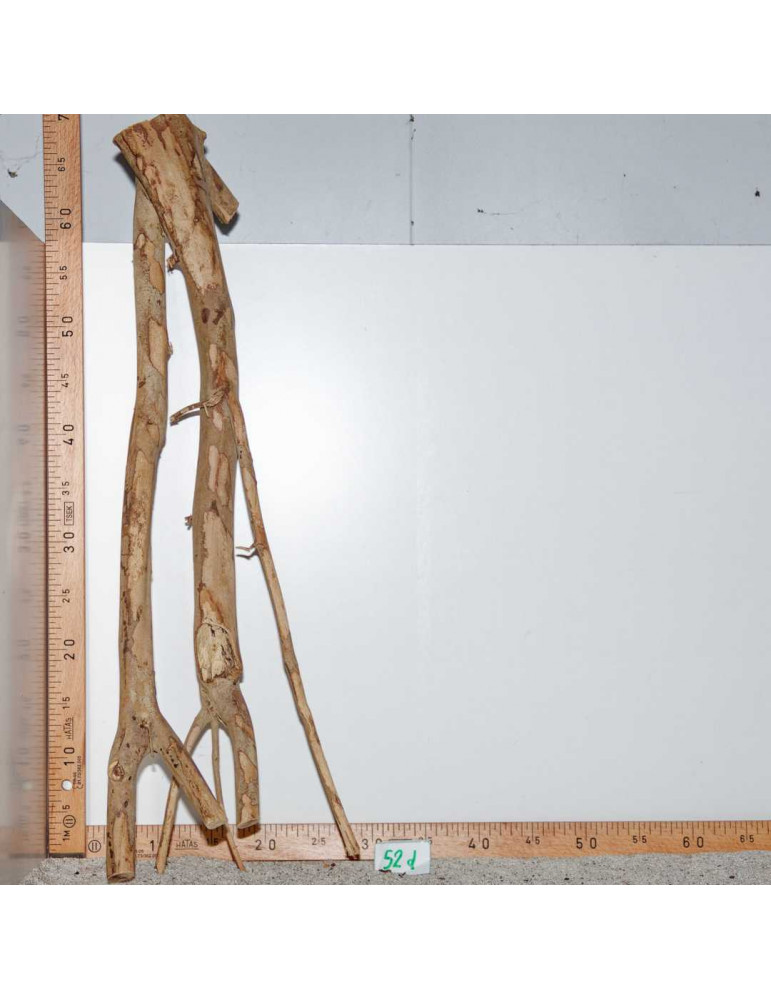Racine de Talawa Wood - 52d