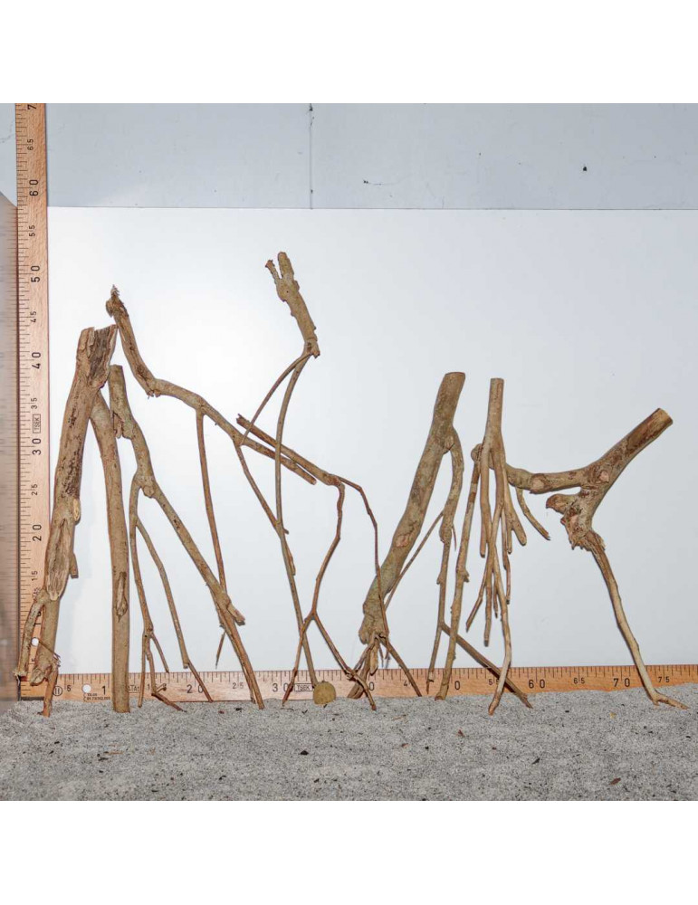 Lot de branchettes de Racine de Talawa