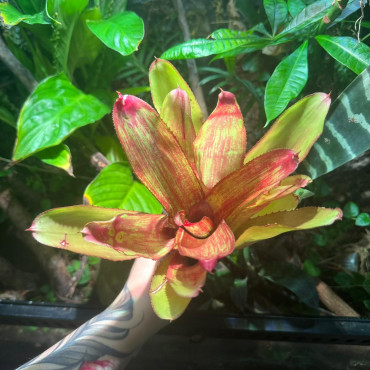 Neoregelia Rio Grande