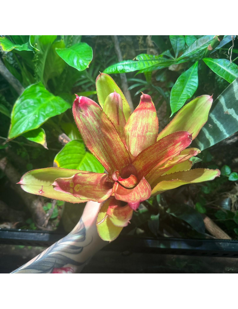 Neoregelia Rio Grande