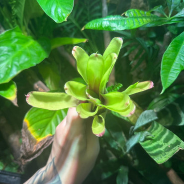 Neoregelia Green Ball