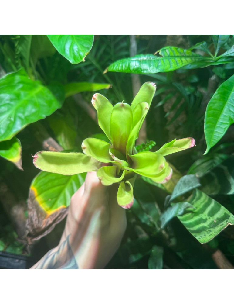 Neoregelia Green Ball