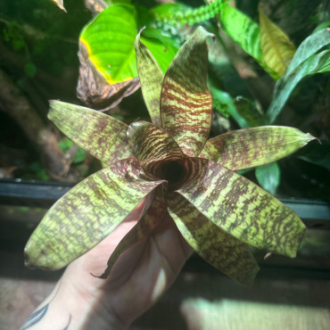 Vriesea Red Chestnut S