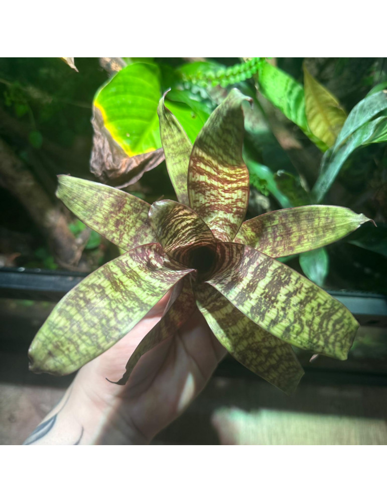 Vriesea Red Chestnut S