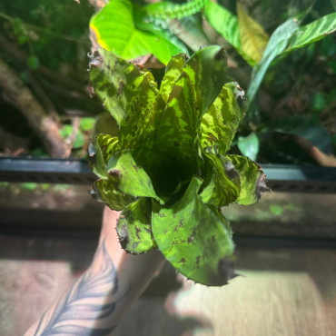 Aechmea correia-araujoi