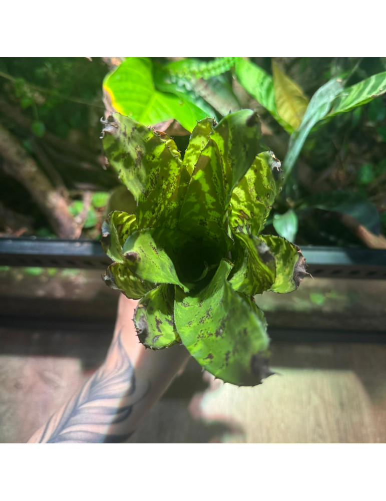 Aechmea correia-araujoi