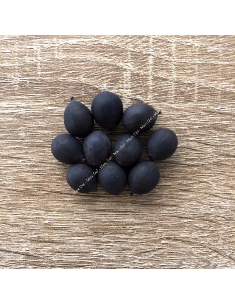 Lotus seeds 1 Lotus seeds 1