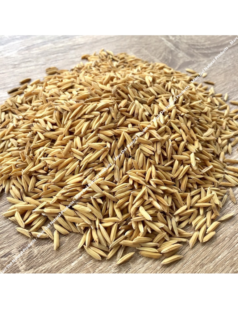 Organic Paddy rice for aquarium Organic Paddy rice for aquarium