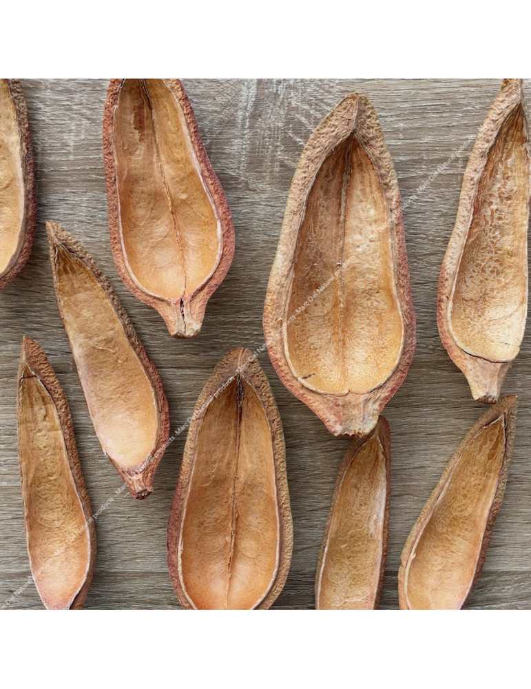 Mahogany pods for aquarium. Mahogany pods for aquarium.