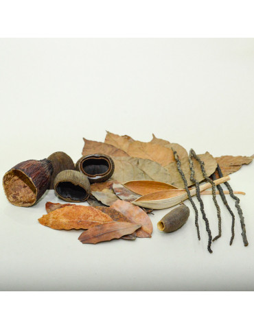 Kit biotope amazonien, feuilles et gousses - Marc Del Catappa