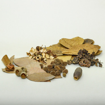 Mix feuilles et gousses pour nano aquarium - Marc Del Catappa