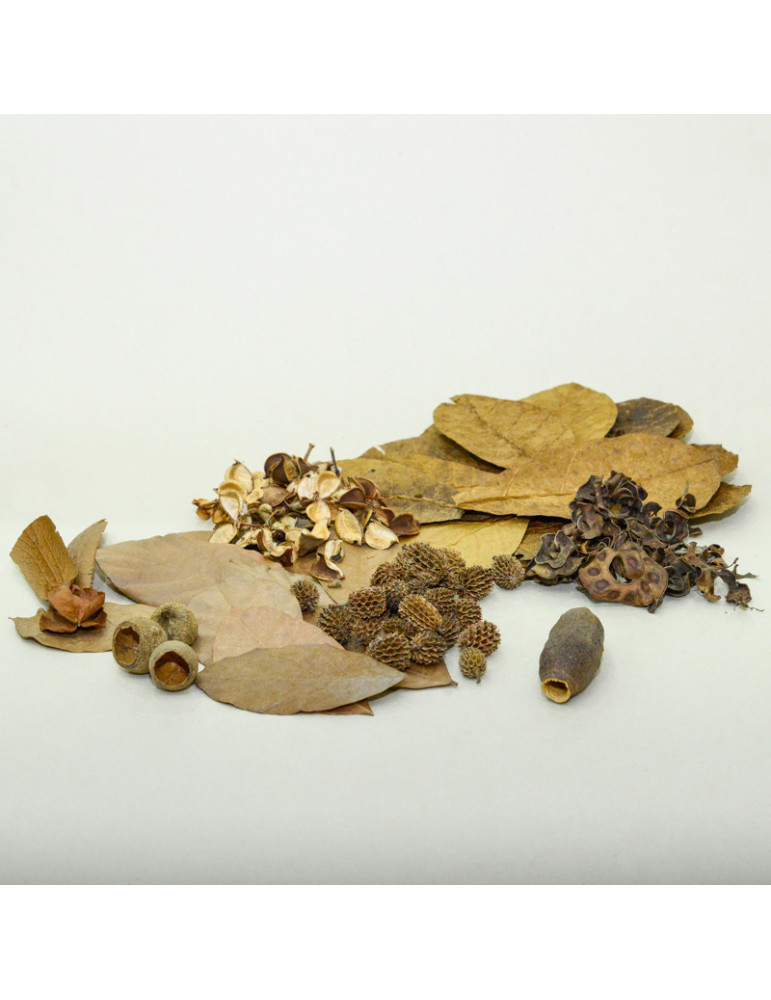 Mix feuilles et gousses pour nano aquarium - Marc Del Catappa Mix feuilles et gousses pour nano aquarium - Marc Del Catappa