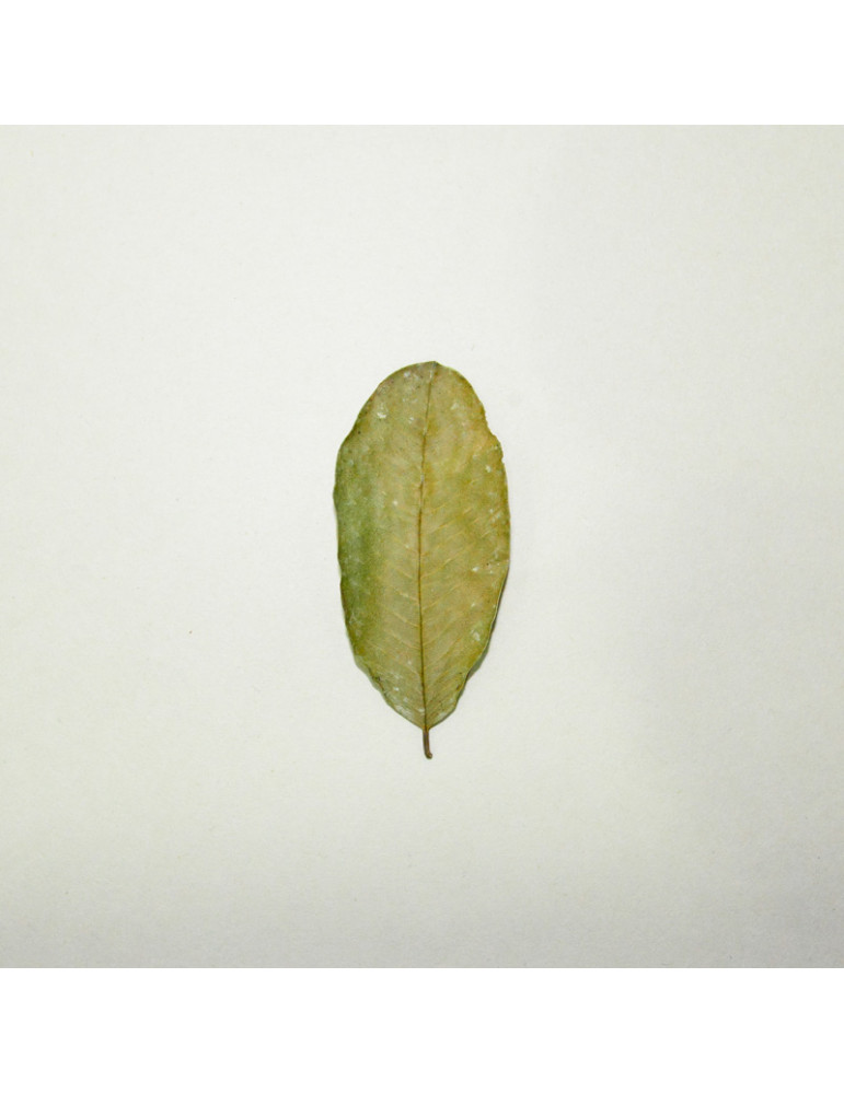 feuille de goyave ( الجوافة ) 50gr - verano medical