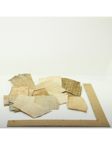 Feuilles de Bananier pour aquarium