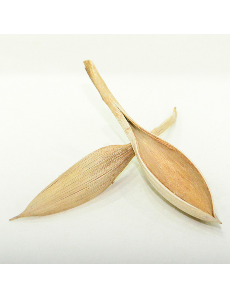 Spathe de Coco petite pour aquarium
