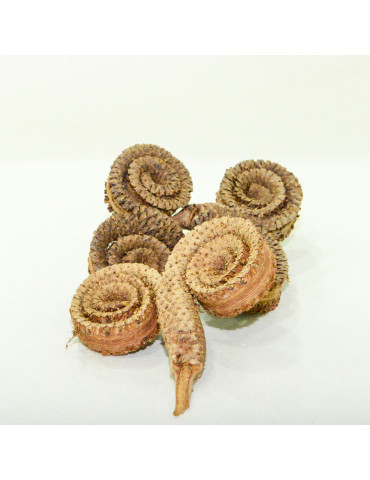 Anneau de palmier pour aquarium - Marc Del Catappa