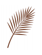 Branches & Tiges