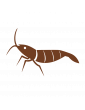 Pour Crevettes