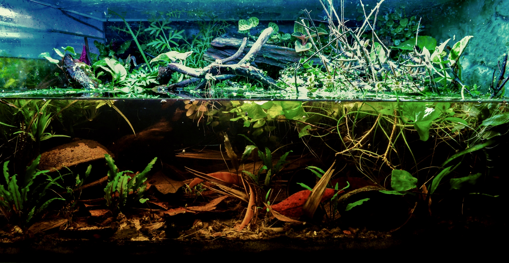 Aquarium LowTech pour Betta