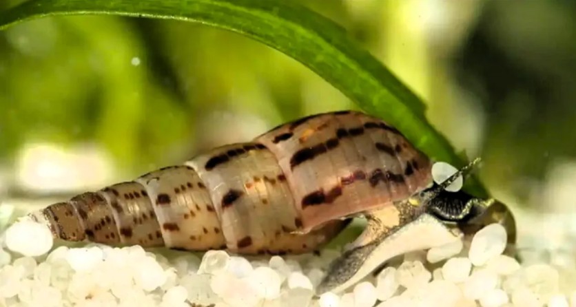 Mélanoïde pour Aquarium LowTech