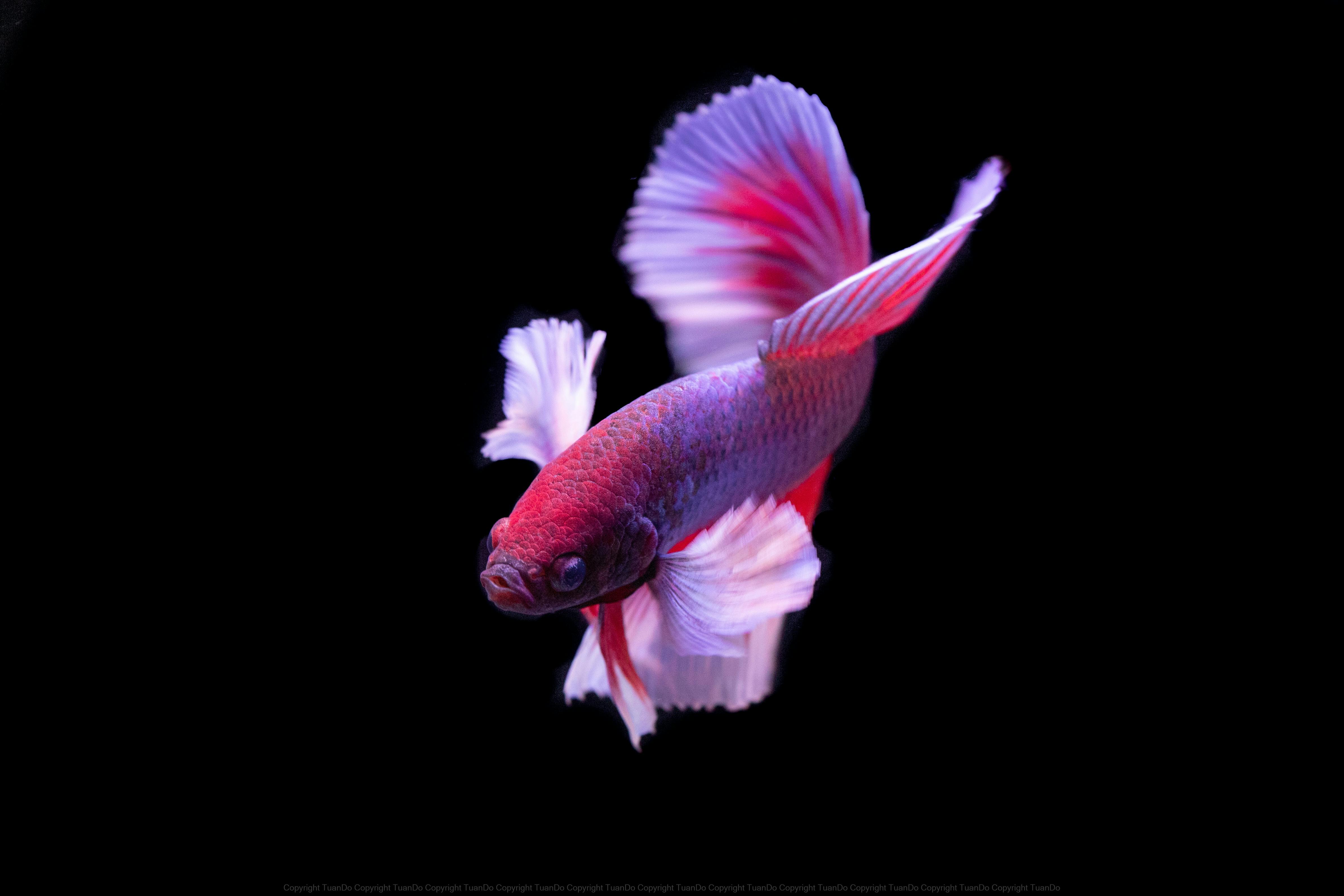 Betta pour Aquarium LowTech
