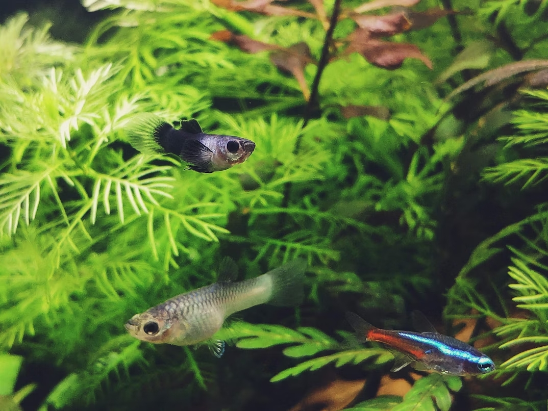Les bienfaits d'un pH adapté aux poissons d'aquarium