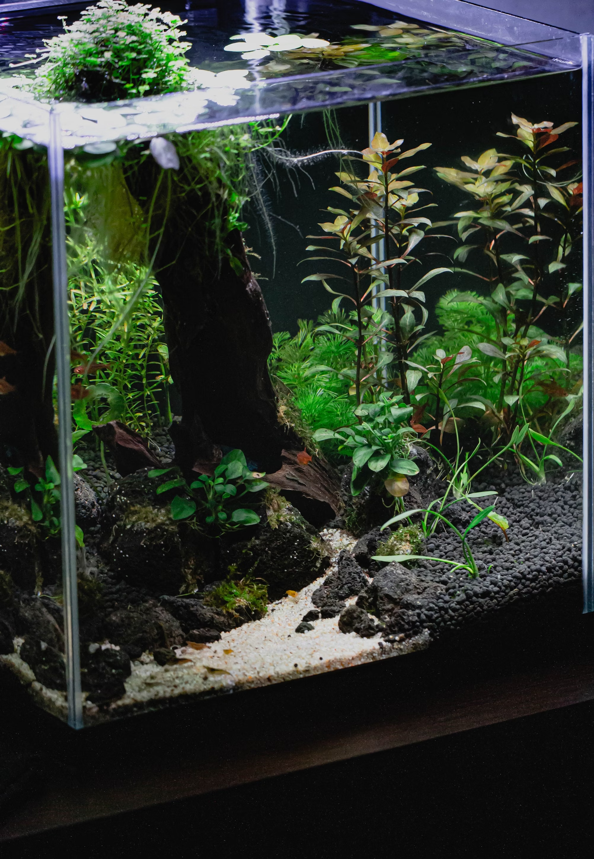 Aquarium planté pour illustrer cycle jounr/nuit affectant le pH