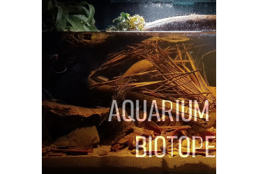 Aquarium Biotope : Qu'est-ce que c'est?